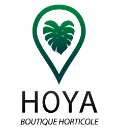 Hoya boutique horticole